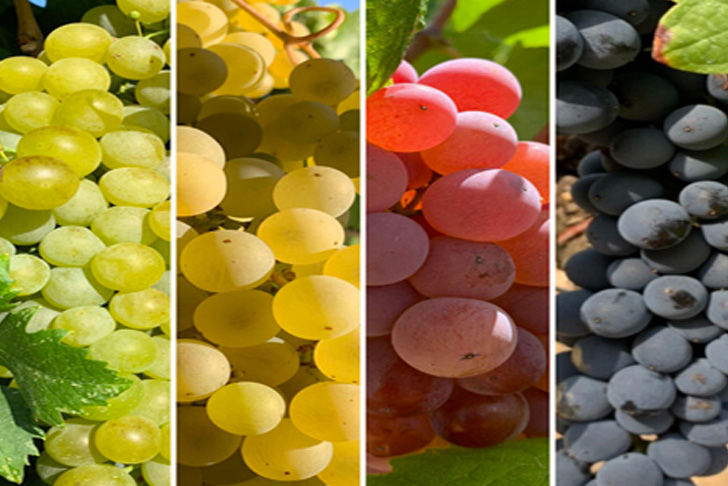 Photography with the four different types of grapes of the 2019 harvest