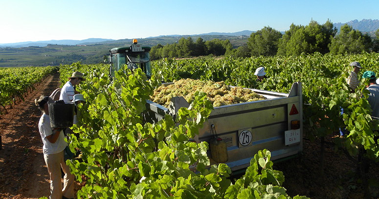 Workers manually harvesting the grapes