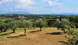 Imatge terreny de la Finca Can Martí