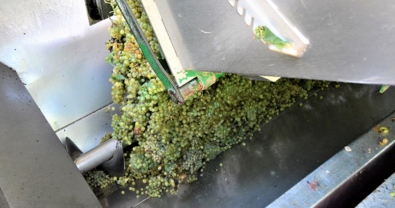 Pressing machine making the grape press