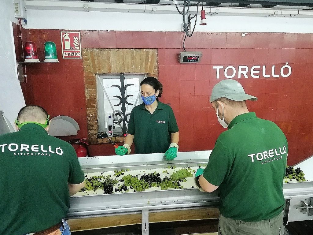 Taula de selecció de raïm abans de premsar