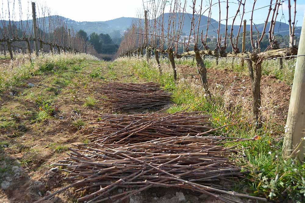 Grafts in the vineyard