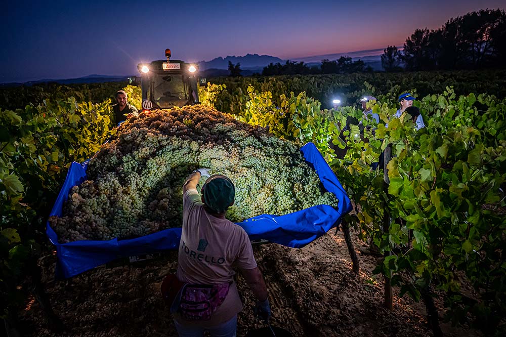 A small trailer loaded with grapes with the Montserrat mountains in the background Torelló Viticultors Manu Mitru