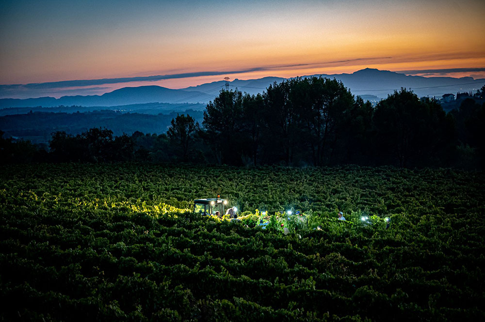 The harvesters hand-picking grapes as the day breaks at Torelló Viticultors Manu Mitru