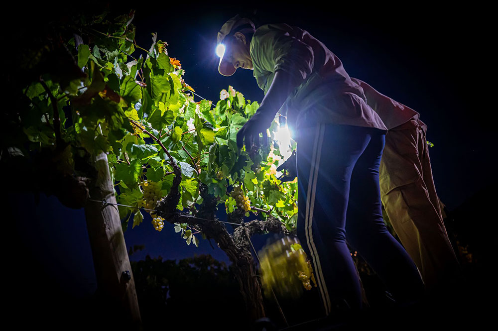 Foto de Un vendimiador cogiendo uva de noche Torelló Viticultors Manu Mitru