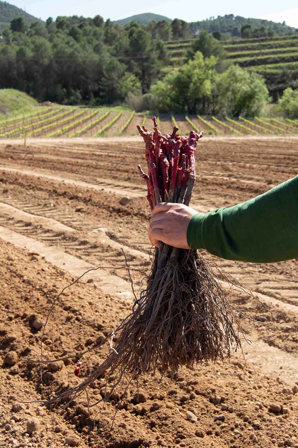 Feix de planter de ceps de Macabeu per plantar a la Vinya del Maco de la Finca Can Martí de Torelló Viticultors