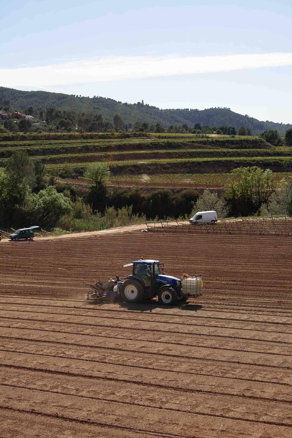 Tractor plantant el Mcabeu a la vinya del Maco de Torelló Viticultors.