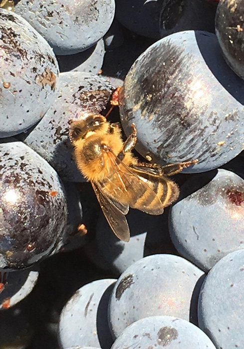 Fotografia de una abeja encima de un racimo de uva negra.