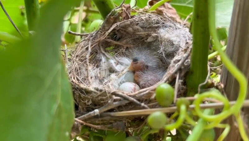 Photograph of a bird hatched on a Garnacha vine at our estate.