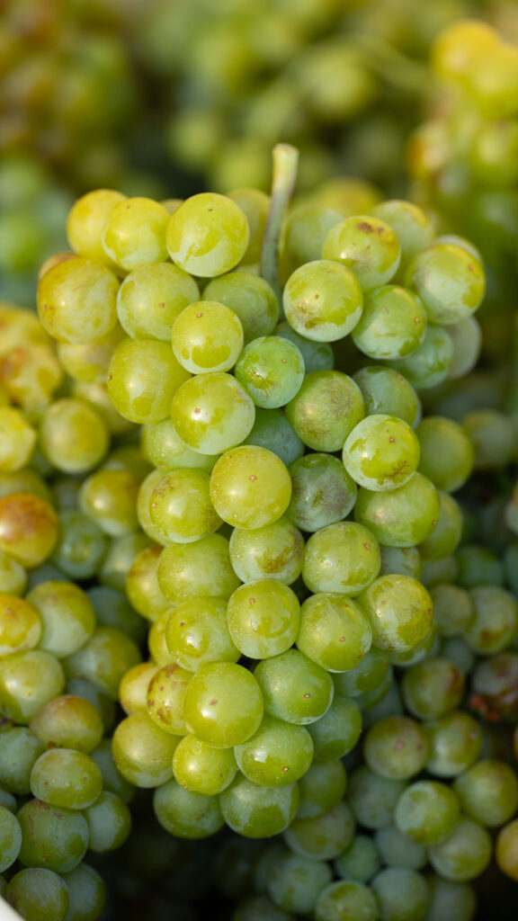 Fotografia de raïm de la varietat Muscat de Torelló Viticultors