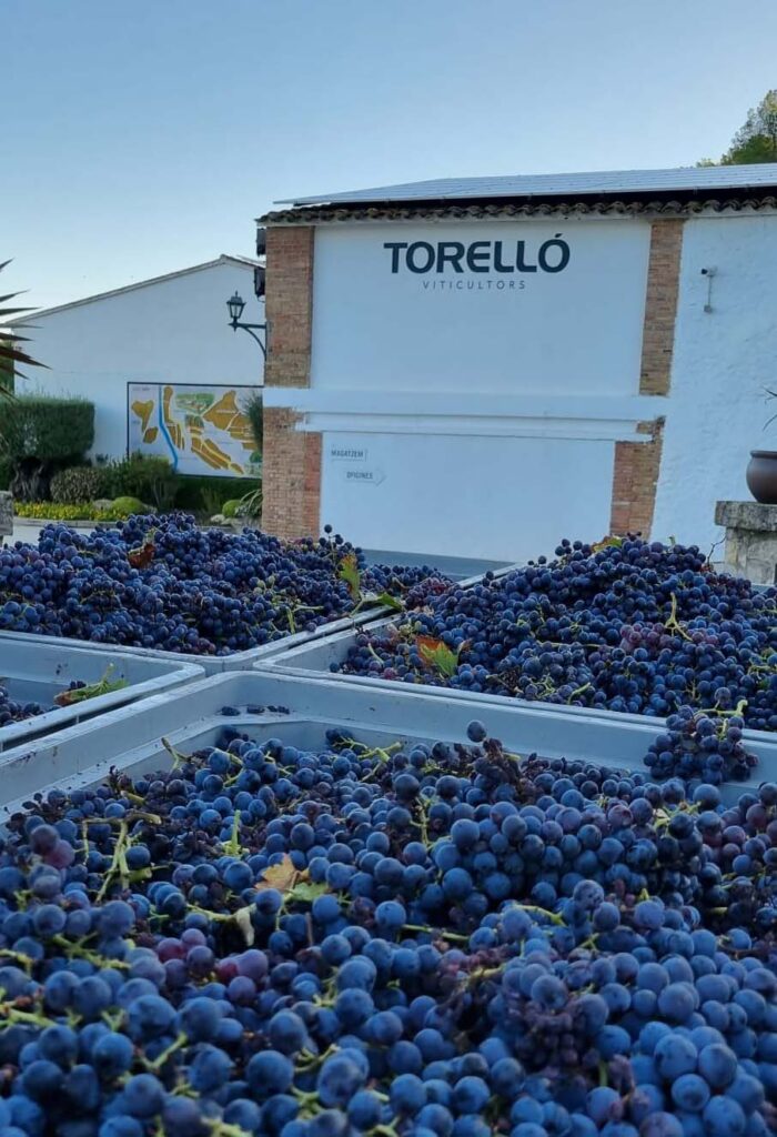 Picture about grapes of red grenache harvested during the 2024 harvest