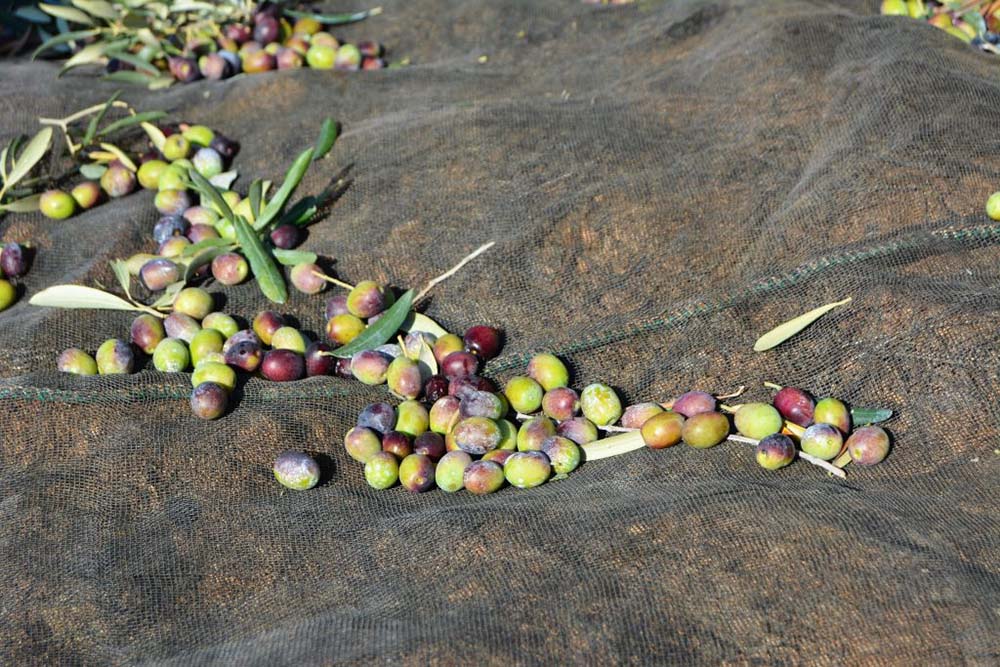 Aceitunas en el suelo de la Finca Can Martí