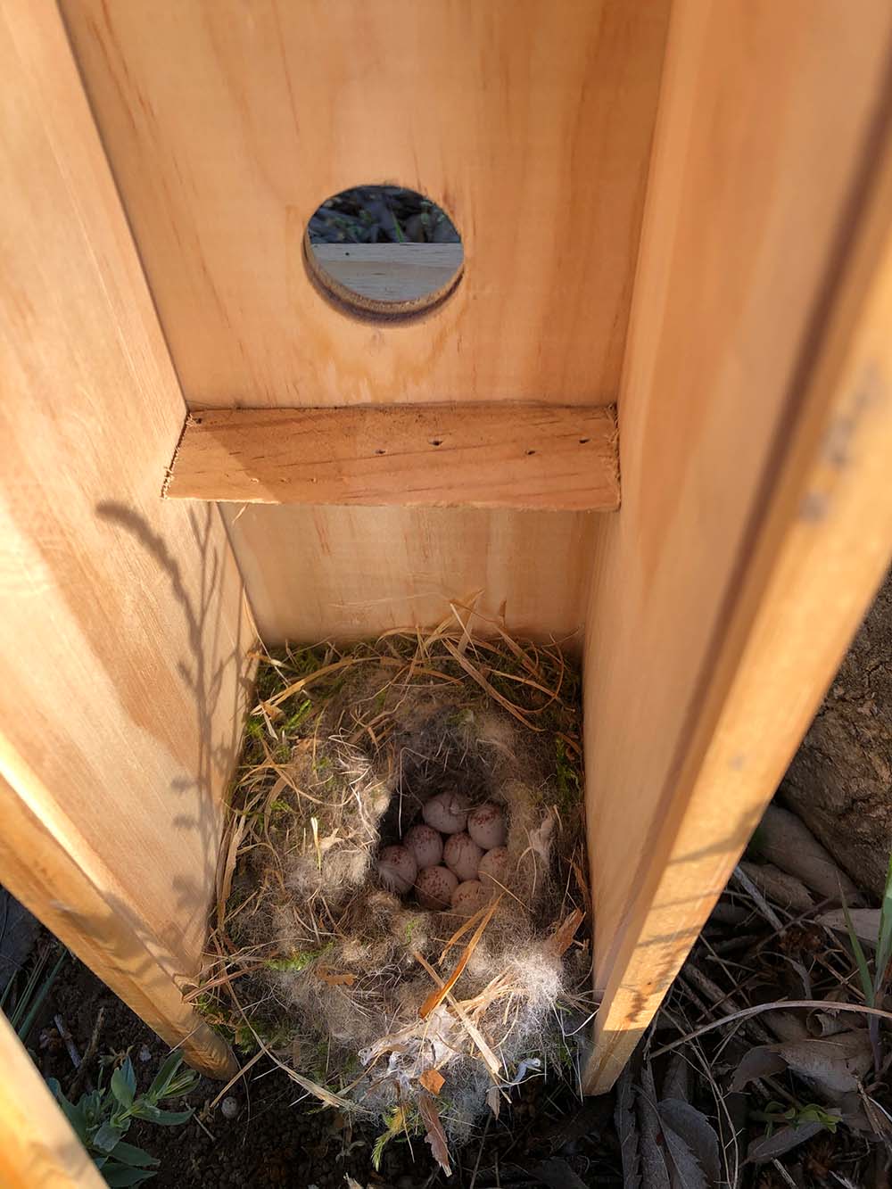 Birds nest with eggs inside a wooden Torello Collection box