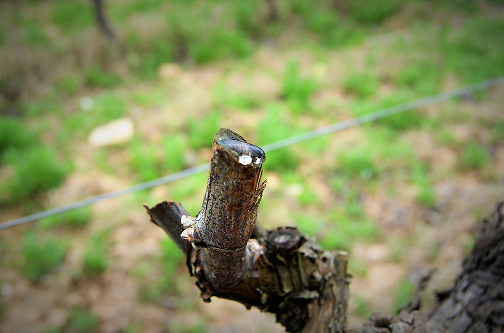 A vine crying at Can Martí estate