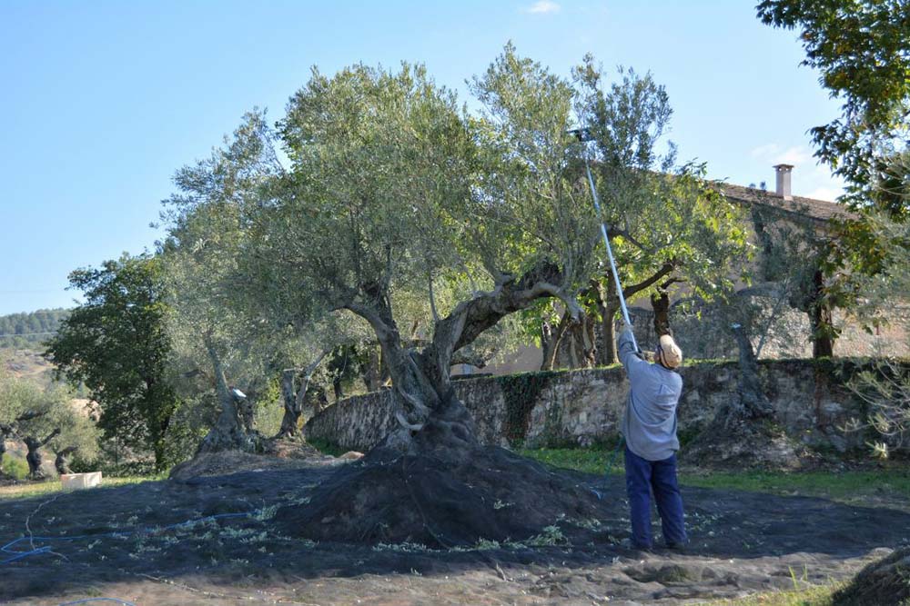 Un treballador collint les olives de les oliveres al Mas de la Torrevella