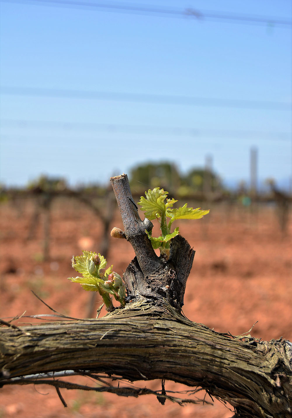 budbreaking of vines at Can Martí estate