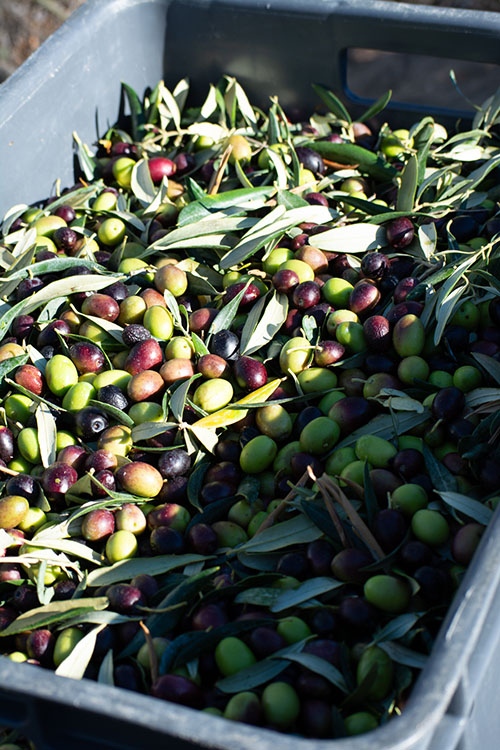 Las aceitunas se cosechan en una caja y se llevan directamente a la prensa