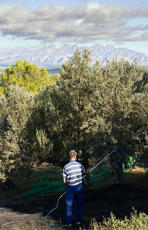 Un trabajador cosechando las aceitunas de los olivos de la Finca Can Marti