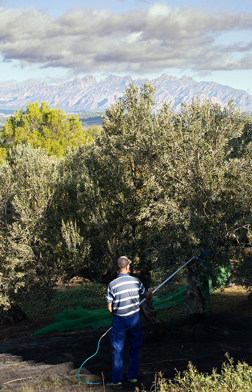 Un treballador collint les olives de les oliveres de la Finca Can Martí