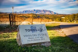 El Viñedo del Tuta de la Finca Can Martí y la montaña de Montserrat