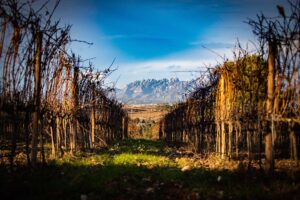 Viñedos y la montaña de Montserrat