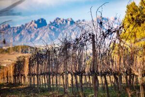 Vinyes sense podar i la Muntanya de Montserrat al fons