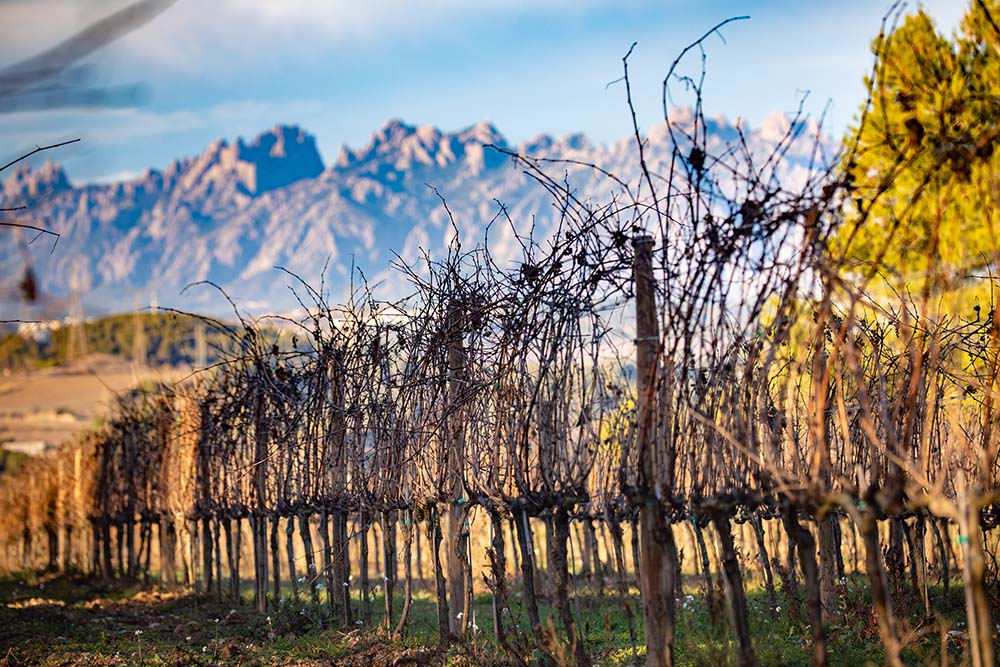 Vinyes sense podar i la Muntanya de Montserrat al fons