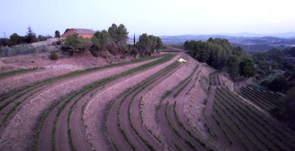 The vineyards of Can Martí de Dalt planted using the keyline system