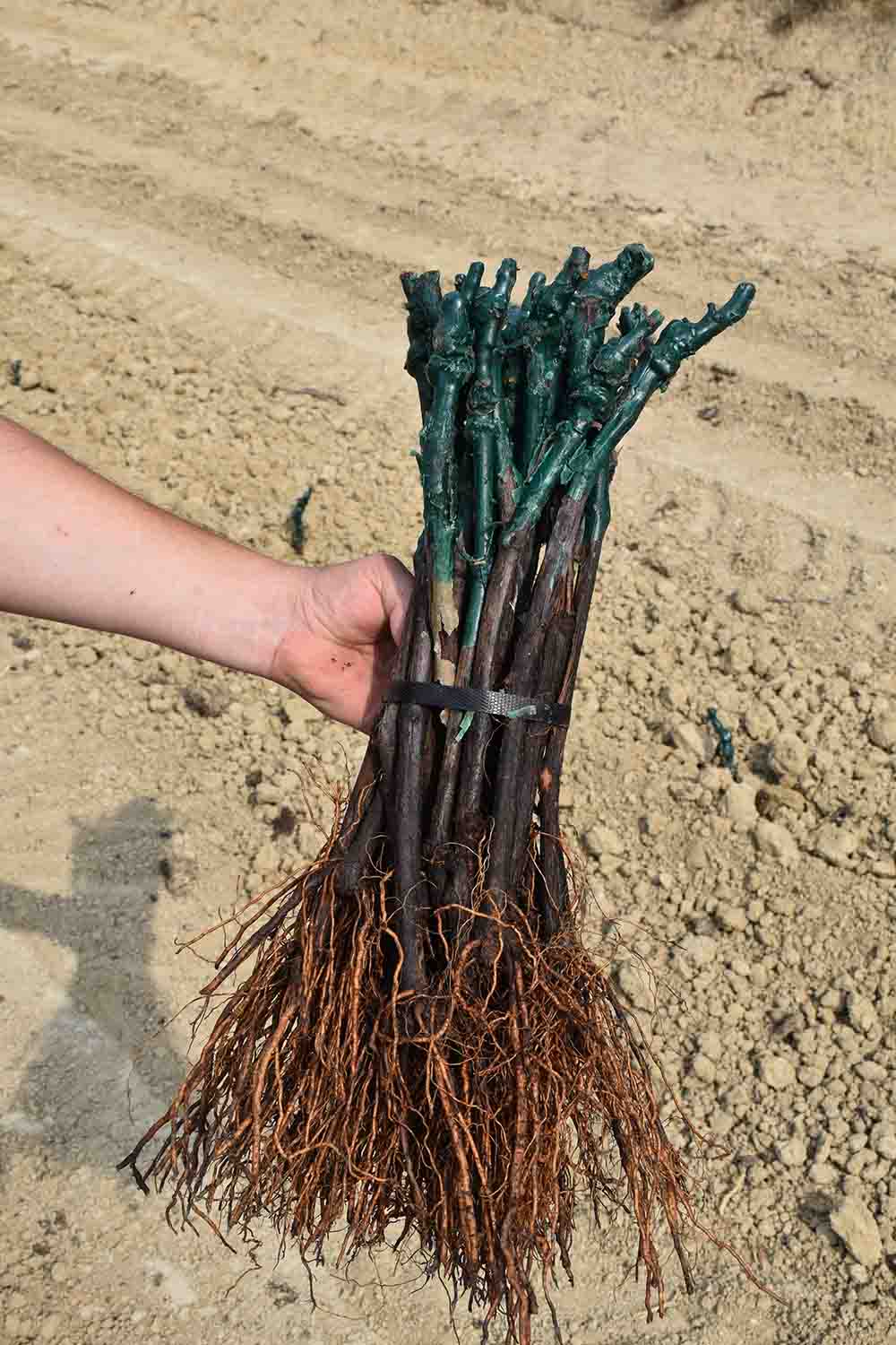 A bundle of carignan vines ready for planting