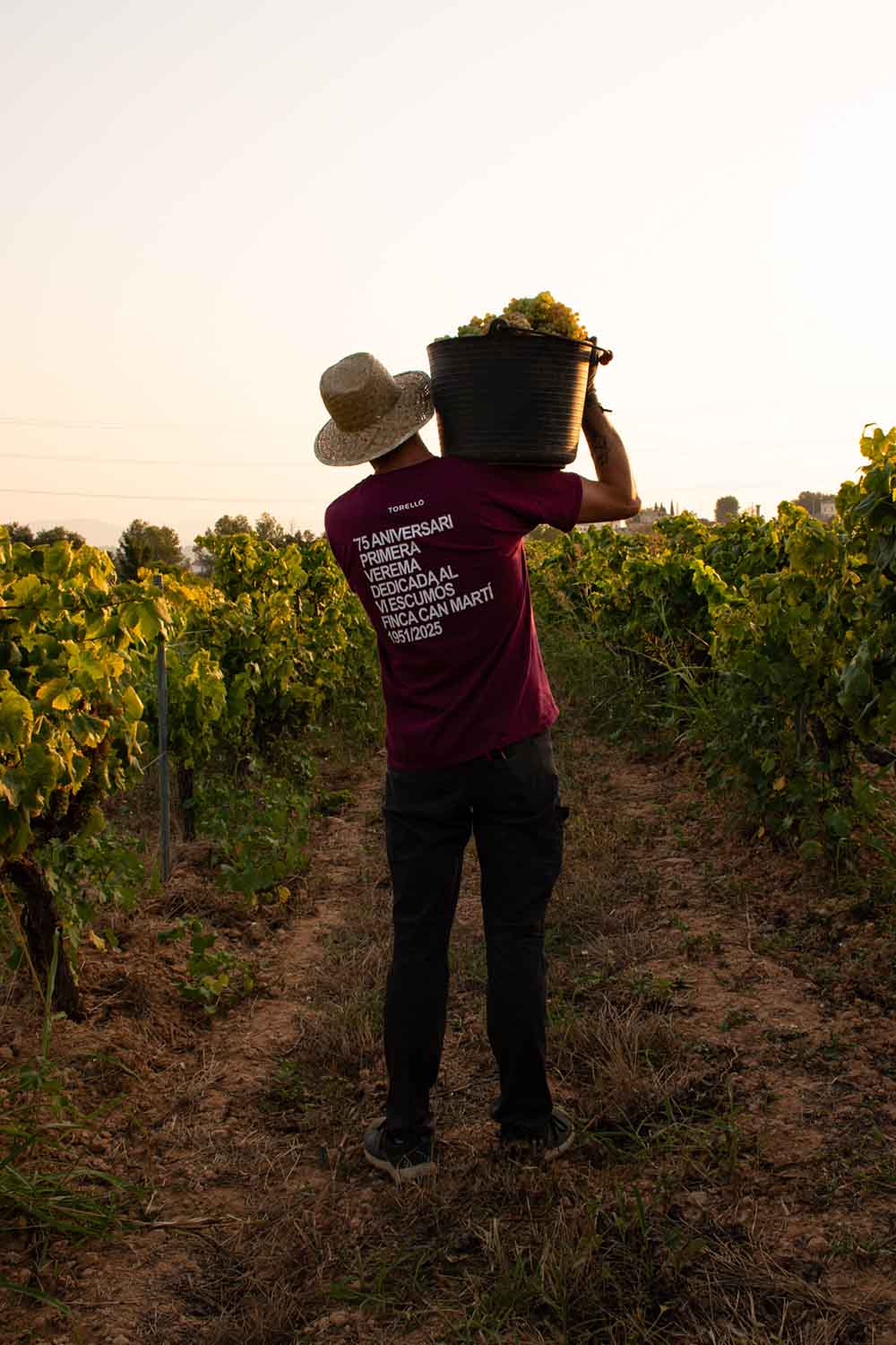 A picker in the vineyard