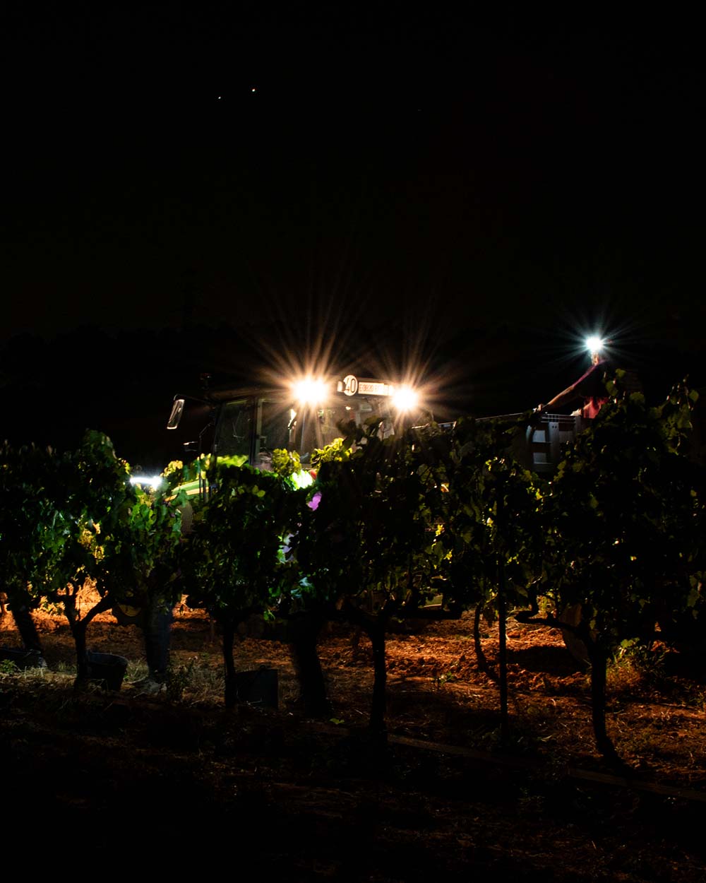 Night harvest at Torelló Viticultors