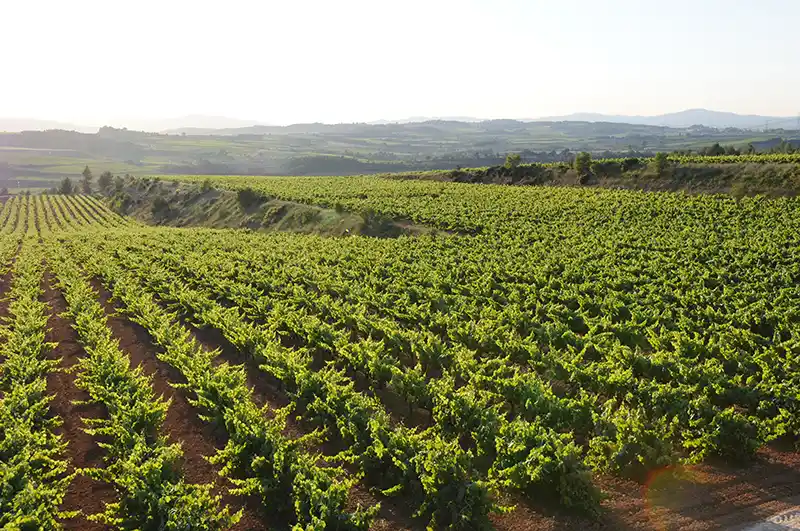 Viñedos ecológicos de la Finca Can Martí de Torelló Viticultors